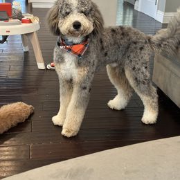 Bernedoodle and Goldendoodle All Grown Up from Country Hills Doodles