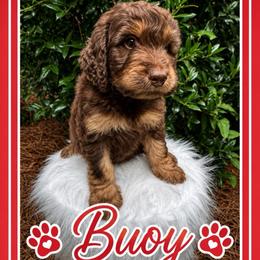 Buoy - Phantom male Goldendoodle puppy in Charlotte, North Carolina from Hopeful Heart Doodles
