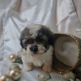 Truffle - Sable and white male Shih Tzu puppy in Tuscola, Illinois from Dream on puppies