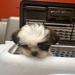 Baby - Liver and white female Shih Tzu puppy in Tennessee from Cutshall Babies