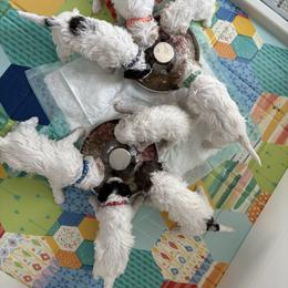 Lagotto Romagnolo Puppies from Tesoro Riccio Lagotto Romagnolo
