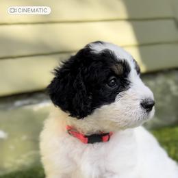 Bernedoodle Puppies from SoCal Bernedoodles