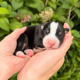 Adobo - Black tri male Miniature Australian Shepherd puppy in Raleigh, North Carolina from Bonbelle