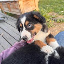 Brave - Black tri male Miniature American Shepherd puppy in Tonasket, Washington from V5 Aussies