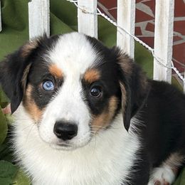 Atticus - Black and white Cardigan Welsh Corgi puppy in Columbia, South Carolina from Luxe Cardigan Welsh Corgis