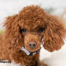 Coco - Poodle