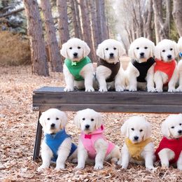 German Shepherd and Golden Retriever Puppies from Sweetheart Therapy Dogs LLC