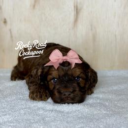 Cavalier King Charles Spaniel, Cavapoo, Cockapoo, and Cocker Spaniel Puppies from Rocky Road Puppies