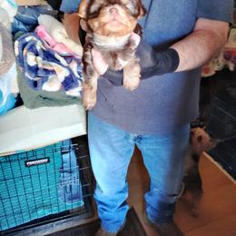 Joey - Black and tan male Yorkshire Terrier puppy in Rogersville, Tennessee from Guys'N' Dolls Yorkshire Terriers