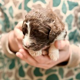 Brownie - Brown and white male Aussiedoodle puppy in Eastman, Georgia from Dood B Ranch