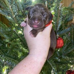Jovie - Chocolate female Great Dane puppy in Spartanburg, South Carolina from Pawlmetto Danes