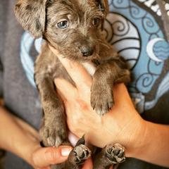 Aussiedoodle and Leopardoodle Puppies from A Puppy Crush