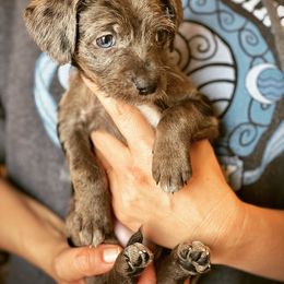 Aussiedoodle and Leopardoodle Puppies from A Puppy Crush