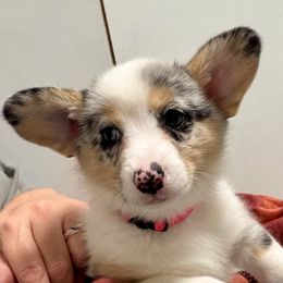 Topaz - Blue merle and white female American Corgi puppy in Omaha, Arkansas from DnD Corgis