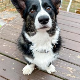 Baylee - Cardigan Welsh Corgi