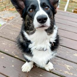 Baylee - Cardigan Welsh Corgi