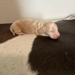 Cream Boy - Cream male Dachshund puppy in Kersey, Colorado from Ranchin Doxies