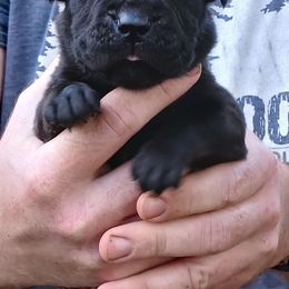 Brown boy - Boerboel puppy from Flanders Kennels LLC