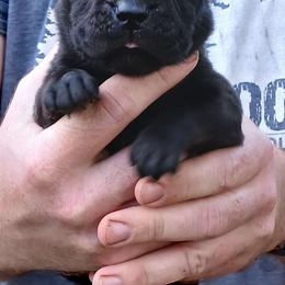 Brown boy - Boerboel puppy from Flanders Kennels LLC