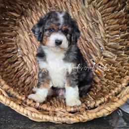 Mars - Blue merle male Bernedoodle puppy in Cleveland, Georgia from Jam's Doodles And Poodles