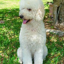 Goldendoodles from Boca Goldendoodles