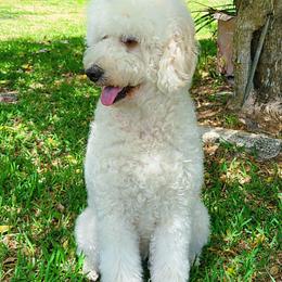 Goldendoodles from Boca Goldendoodles
