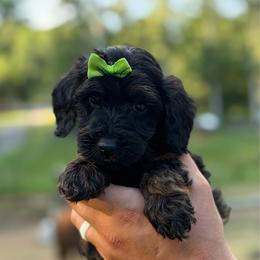 Tiramisu - Phantom female Goldendoodle puppy in Ranger, Georgia from Muscadine Meadows Poodles and Doodles