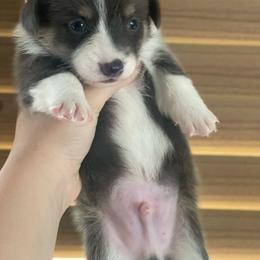 Male 3 - Blue male Pembroke Welsh Corgi puppy in Hueytown, Alabama from AAA Corgis