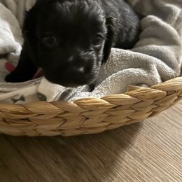 Cockapoo Puppies from Angie’s Cockapoos