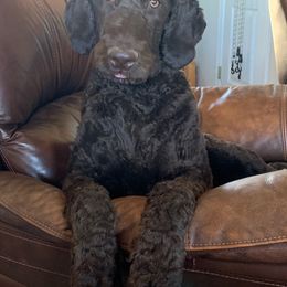 Labradoodle Puppies from Dotsie's Doodles