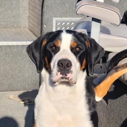 Ali - Greater Swiss Mountain Dog