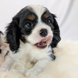 Cavalier King Charles Spaniel and Golden Retriever Puppies from TLC Pups