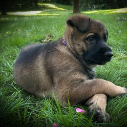 German Shepherd Puppies from Stonewick German Shepherds