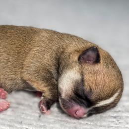 Muse - Blue fawn male Chihuahua puppy in Portland, Oregon from PNW Toy Breeds