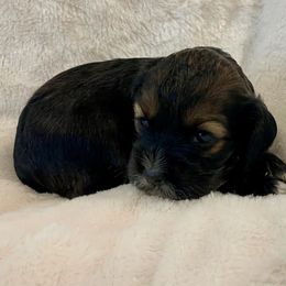 Cocker Spaniel Puppies from Jennifer Dees