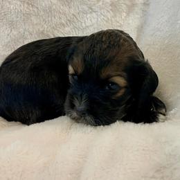 Cocker Spaniel Puppies from Jennifer Dees