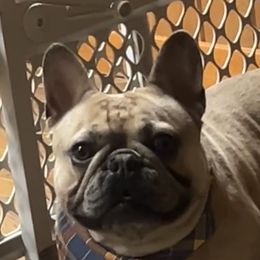 Simon - French Bulldog