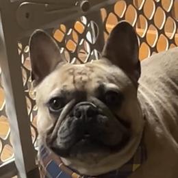 Simon - French Bulldog