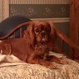 Cavalier King Charles Spaniel Puppies from Karlee Gray Stone Cavaliers