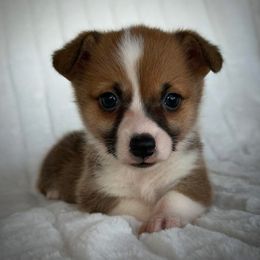 Girl 6 - Sable female Pembroke Welsh Corgi puppy in Surprise, Arizona from Ruff and Rowdy Corgis