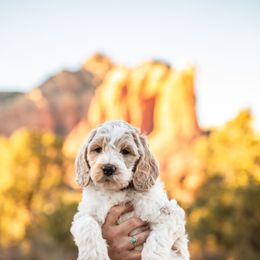 Goldendoodle Puppies from Fire Sky Kennels