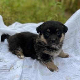 Zion - Black and tan male American Corgi puppy in Hope, Arkansas from Foxy Knoll Farm