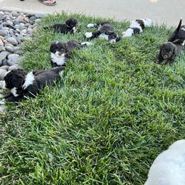 Portuguese Water Dog Puppies from Pleasant Hill Portuguese Water dog