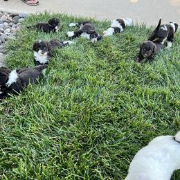 Portuguese Water Dog Puppies from Pleasant Hill Portuguese Water dog