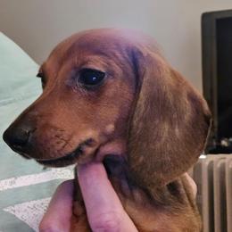Pipsqueak (Squeaky) - Sable male Dachshund puppy in Lyle, Washington from Wines Wienery