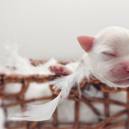 Companion Cross, Maltese, and Maltipoo Puppies from Seeking Shalom Acres Maltese, Maltipoos & Havamalts
