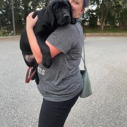 Naveen aka Poe - Black Labrador Retriever puppy in Orlando, Florida from Kychel Labradors