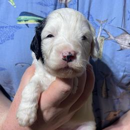 Purple collar - Parti male Goldendoodle puppy in Mc Cook, Nebraska from Powers Doodles