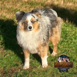 Cosmo - Toy Australian Shepherd