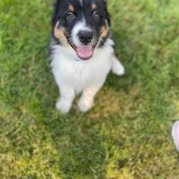 Australian Shepherd Puppies from LIT Aussies